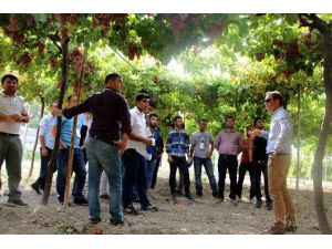 Genç çiftçiler, ’Meyvecilik Kampı’nda uygulamalı eğitim aldı