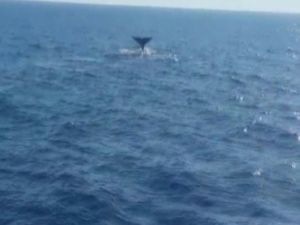 Sevimli balina çifti Marmaris sularında