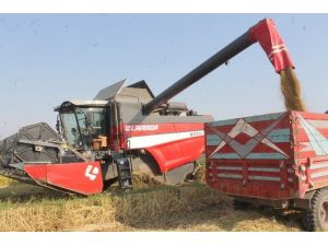 Çeltik hasatında sona gelindi