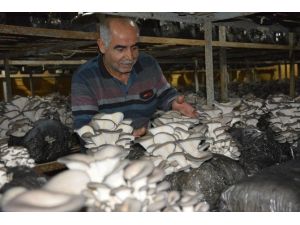 Antalya’da istiridye mantarı üretimi başladı