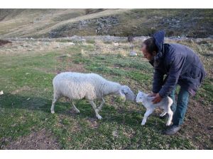 Uludağ’da koyunların zirve kampı sona erdi