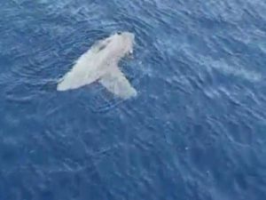 Marmaris’te yarım tonluk ’ay balığı’ görenleri şaşırttı