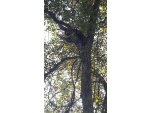 Artvin’de köpekten kaçarak ağaca tırmanan ayı yavruları kurtarıldı