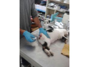 Kuyruğu kopan sokak kedisi tedavi edildi