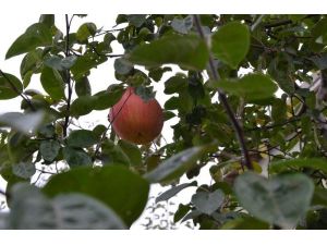 Eskişehir’de ayva ağacında yetişen ilginç meyve