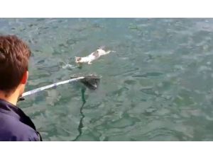 Denizin ortasında mahsur kalan kedi böyle kurtarıldı