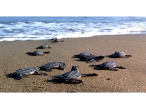 Yeşil deniz kaplumbağalarında bu yıl Kazanlı’da rekor kırıldı