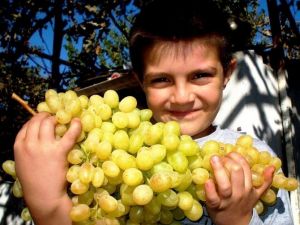 Bu üzüm salkımları başka