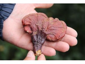 4 yıldır aradığı ‘ölümsüzlük mantarı’nı buldu