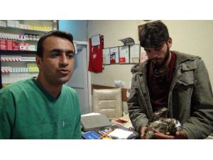 Yaralı kartalı Beşiktaş taraftarı kurtardı