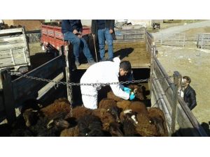 Tuzluca’da 12 çiftçiye 480 küçükbaş hayvan dağıtıldı
