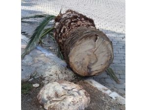 ’Kırmızı palmiye böceği’ şimdi de İzmir’e dadandı