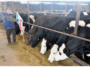 Yemin fiyatı 53 TL’ye çıktı, süt üreticisi kara kara düşünmeye başladı