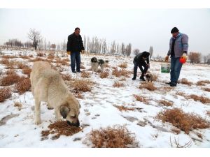 Aksaray Belediyesi sokak hayvanlarını unutmadı