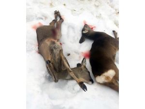 2 yavru karaca avcılar tarafından katledildi