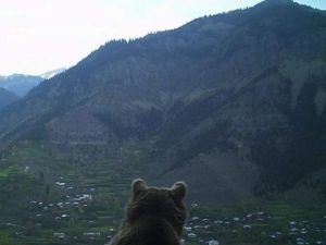 Artvin’de ayının köye bakışı fotokapana yakalandı