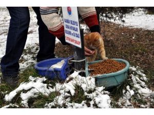 Karabük Belediyesi sokak hayvanlarını unutmadı