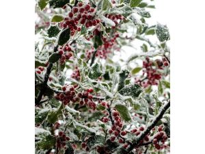 İspanya’nın Galiçya bölgesinde soğuk meyve ağaçlarını tehdit ediyor