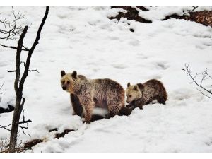 Tunceli’de anne ve yavru ayı, kış uykusu yerine gezmeyi tercih etti
