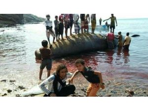 Aden’de balıkçılar deniz sahiline vurmuş Amber balinası buldu