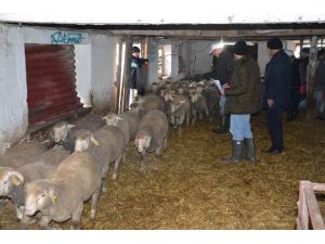 Tekirdağ Büyükşehir Belediyesi’nden hayvancılığa destek