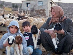 Koyun sürüsü kuzularla renklendi