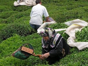 2016 yılında 1 milyon 299 bin ton yaş çay üretildi