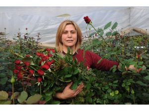 Gül yetiştiricileri Sevgililer Günü'nden umutlu