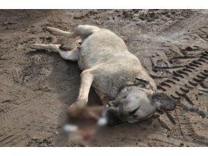 Kırıkkale’de köpek katliamı