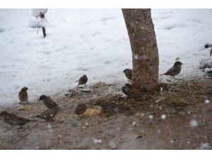 Siirt’te kuşlar için doğaya yem bırakıldı