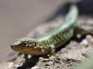 Karnında canlı embriyo taşıyan "sunturlu-kafalı kertenkele" fosili keşfedildi