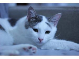 Kedilerde nezle salgını