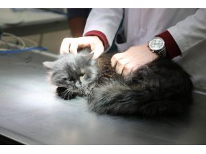 Sokakta bulunan yaralı kedi ameliyat edildi