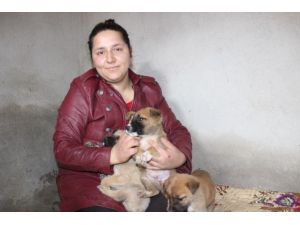 100 köpek ve 30 kediye bakan Gülşen Kurt, 30 köpeğin zehirlendiğini iddia etti