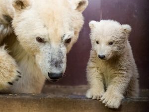 Uluslararası Kutup Ayısı Gününde, Berlin’de ziyaretçiler yavru kutup ayıyı görebilecek