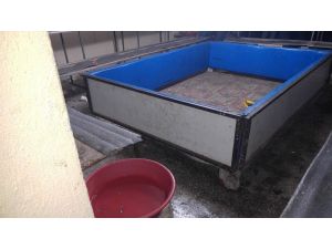 Uşak’ta horoz dövüşü baskını