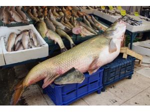 Munzur Çayı’nda 90 kiloluk sazan balığı yakaladılar