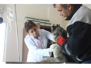 Hayvan rehabilitasyon merkezi yenilendi