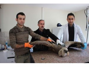 Artvin’de baraj gölü kenarında bulunan yaralı Kızıl Akbaba tedavi altına alındı