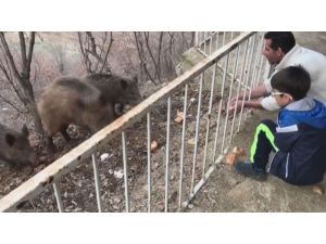 Tunceli’de, yaban domuzları şehre inmeye devam ediyor
