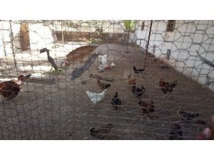 TİKA’dan Gine Bissaulu kadınlara Tavukçuluk Geliştirme Projesi