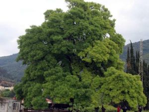 Kuşadası’nda 300 yıllık anıt ağaç için seferberlik