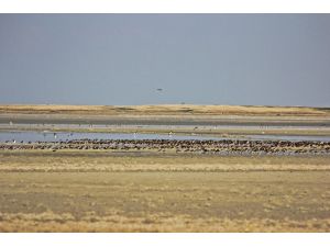 Su oranı arttı kuşlar Seyfe Gölüne aktı