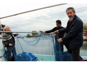 Türk denizlerinde yunus tehdidi artıyor