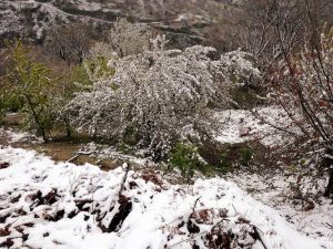 Aydın’da kar ile bahar bir arada