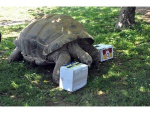 97 yaşındaki kaplumbağanın derbi tahmini tuttu