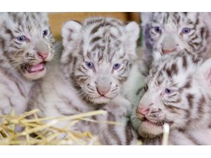 Dört Bengal kaplan yavrusu görücüye çıktı