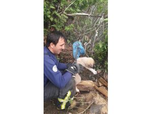 Kuru ağaç kütüğünde mahsur kalan köpeği itfaiye kurtardı