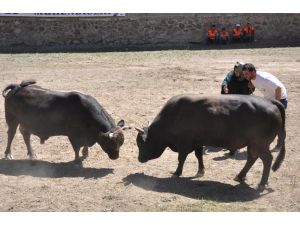 Artvin’de Geleneksel Boğa Güreşleri devam ediyor