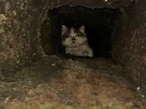 Havalandırma boşluğunda sıkışan kedi duvar kırılarak kurtarıldı